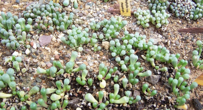 Anacampseros vanthielii