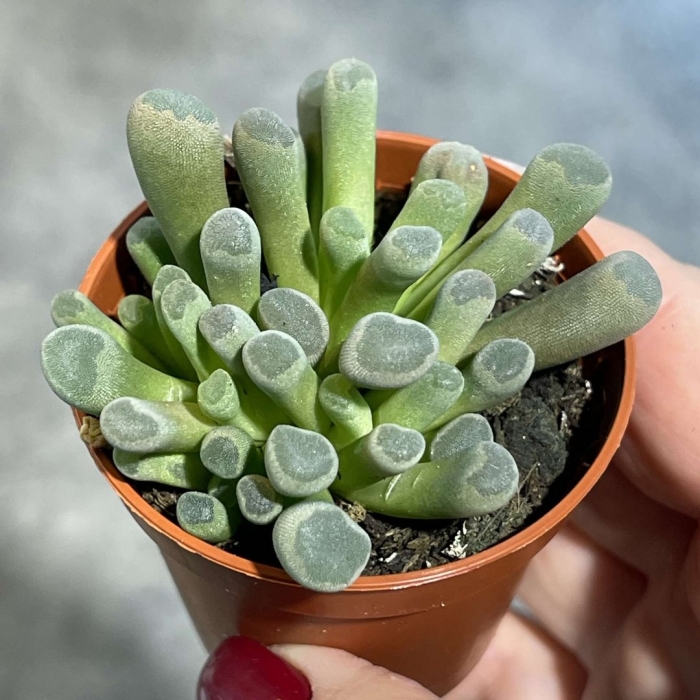 Фенестрария ропалофилла fenestraria