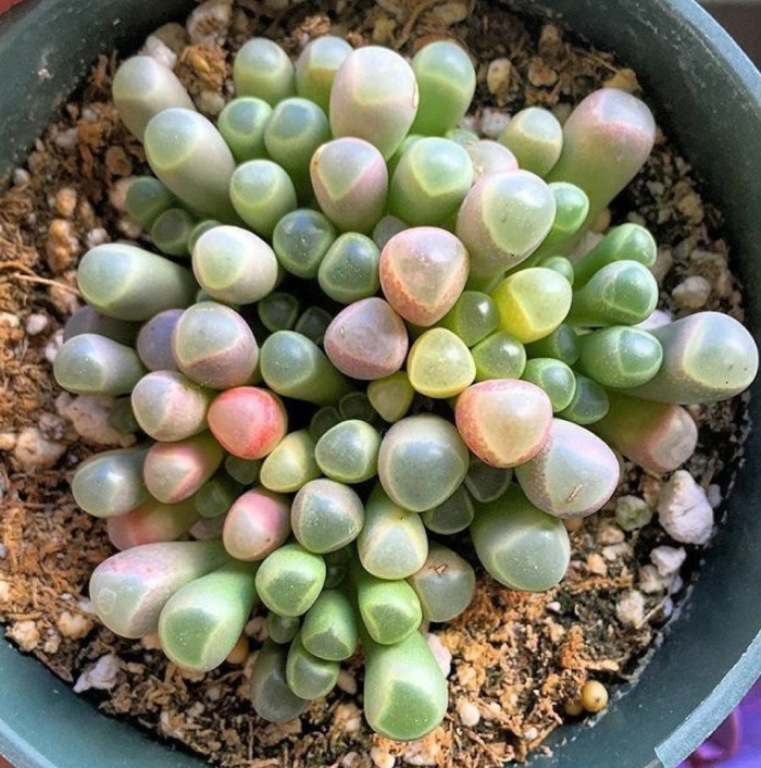 Фенестрария суккулент