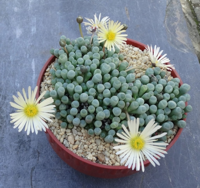 Литопсы фенестрария