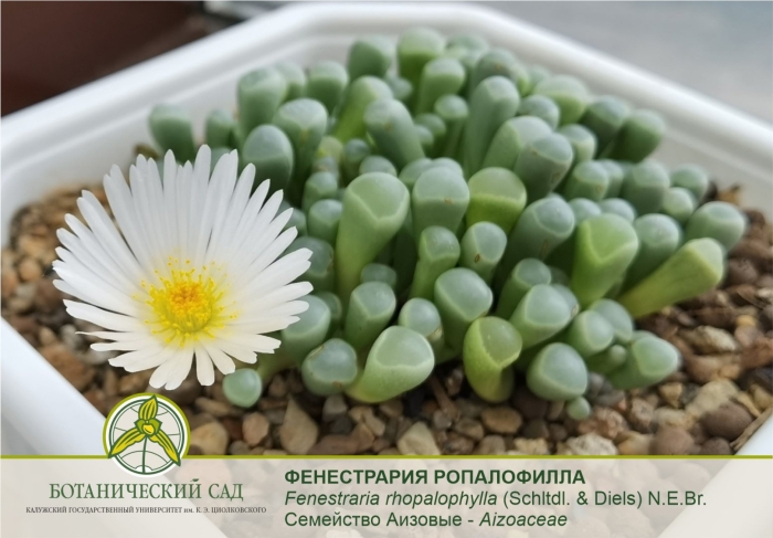 Фенестрария ропалофилла