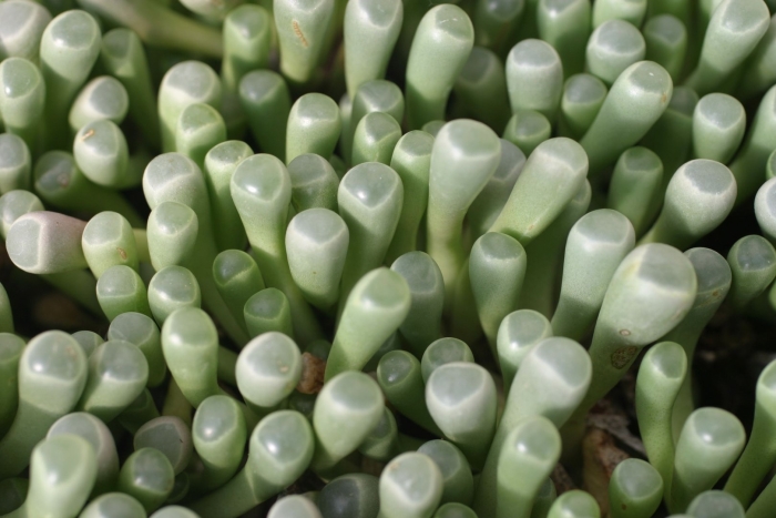 Фенестрария суккулент