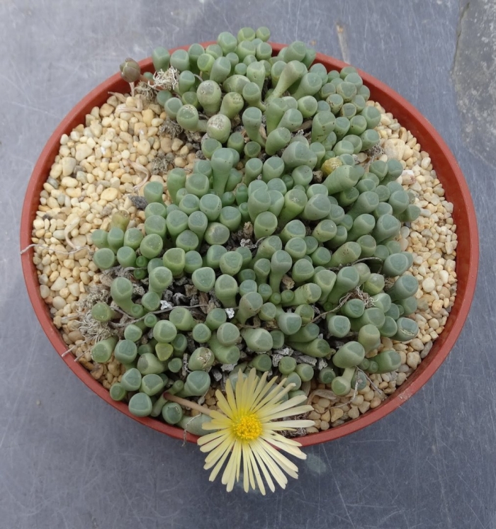 Литопсы фенестрария