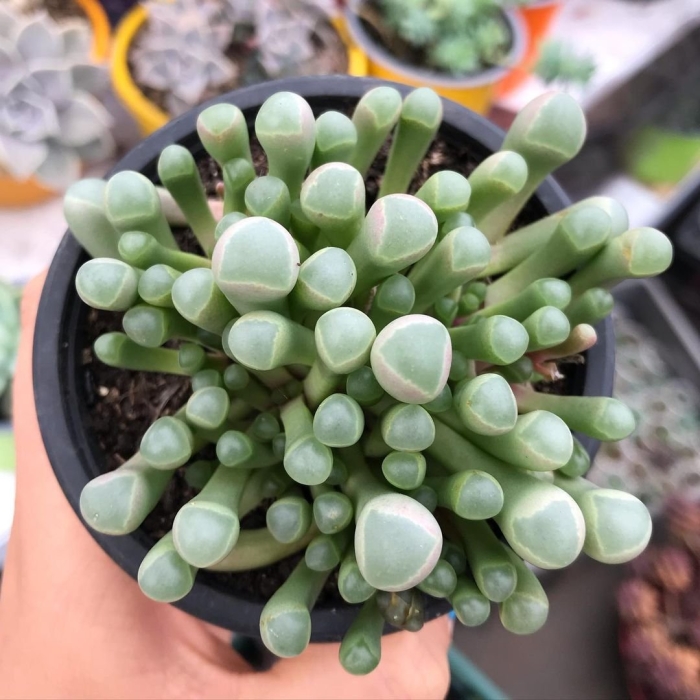 Фенестрария аурантика