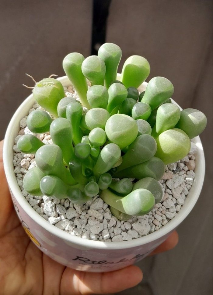 Fenestraria rhopalophylla