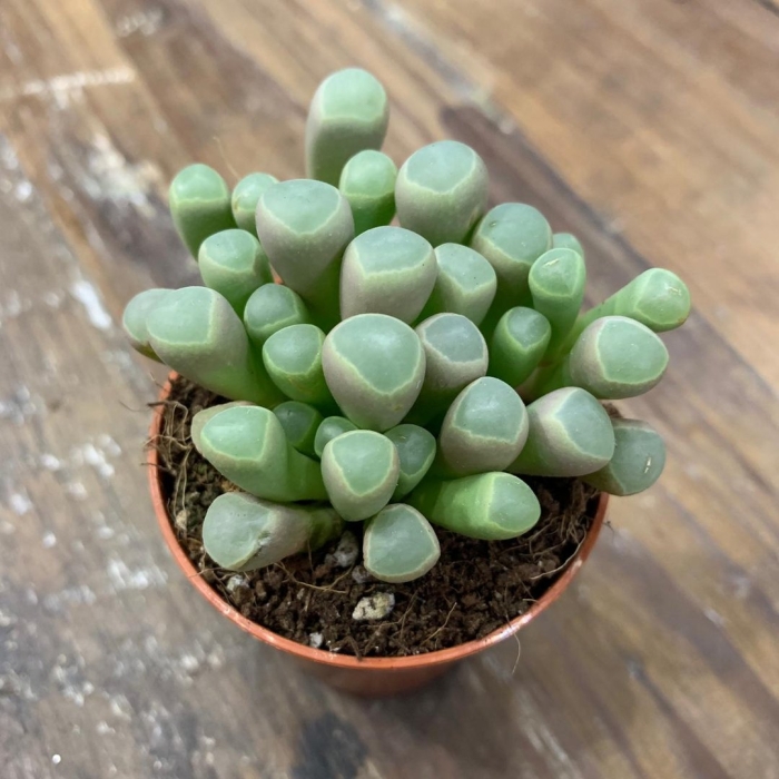 Фенестрария аурантика