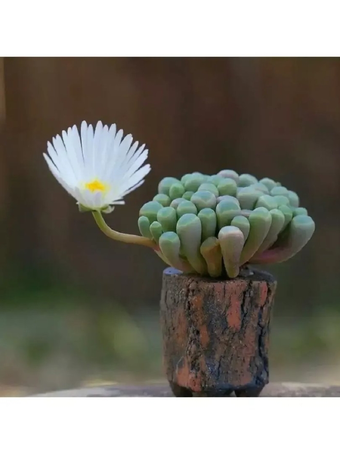 Фенестрария ропалофилла