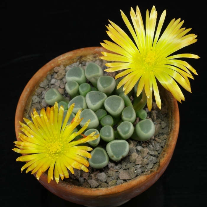 Литопс бромфельда