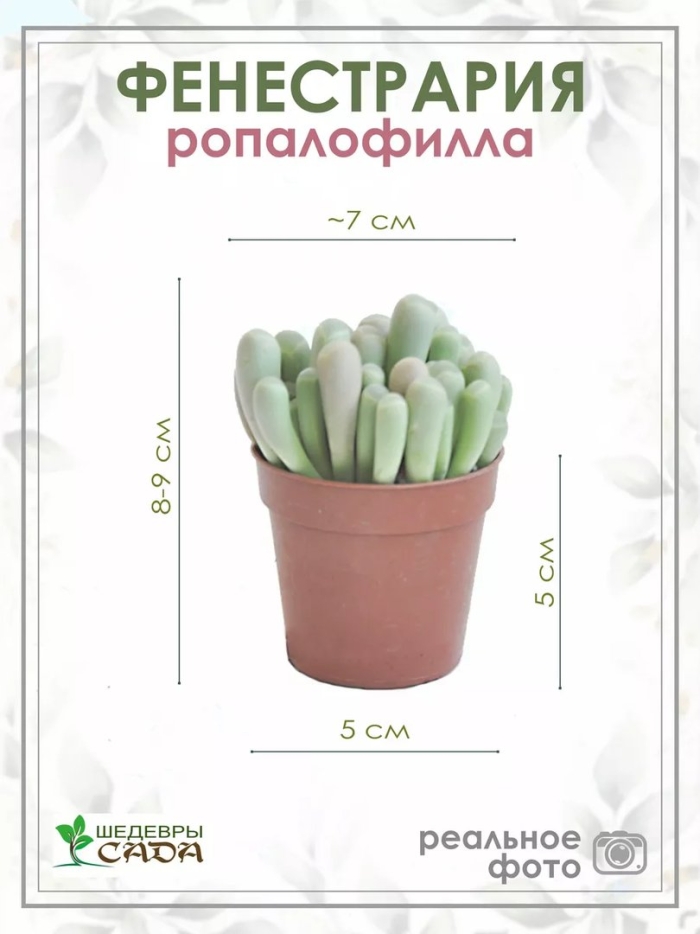 Фенестрария золотистая