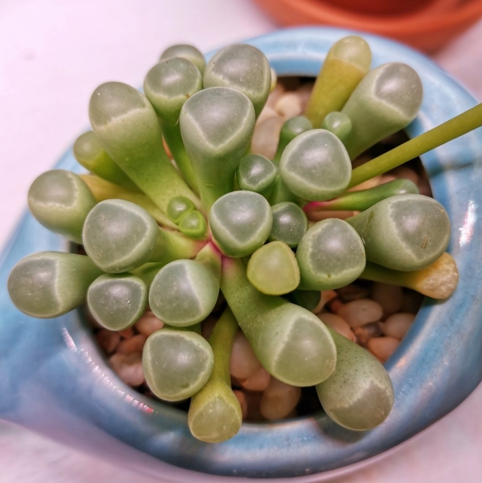 Фрития пульхра