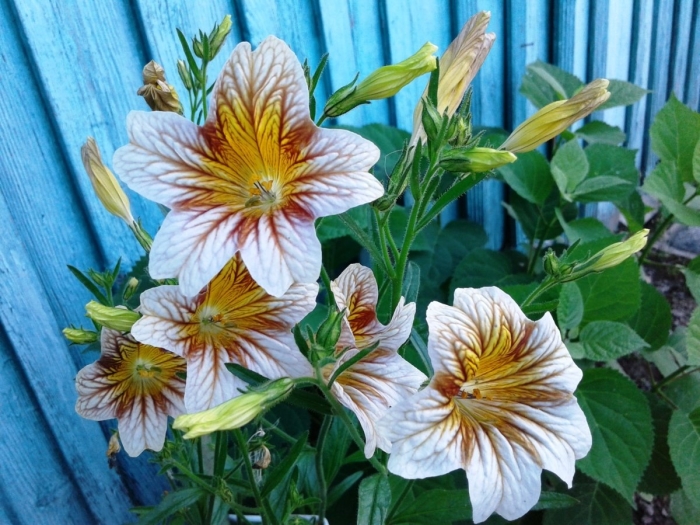 Сальпиглоссис супербиссима