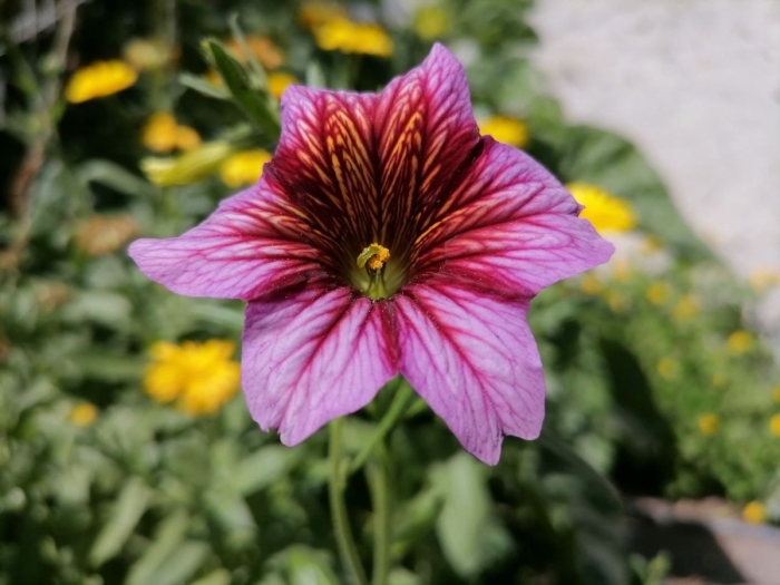 Сальпиглоссис выемчатый