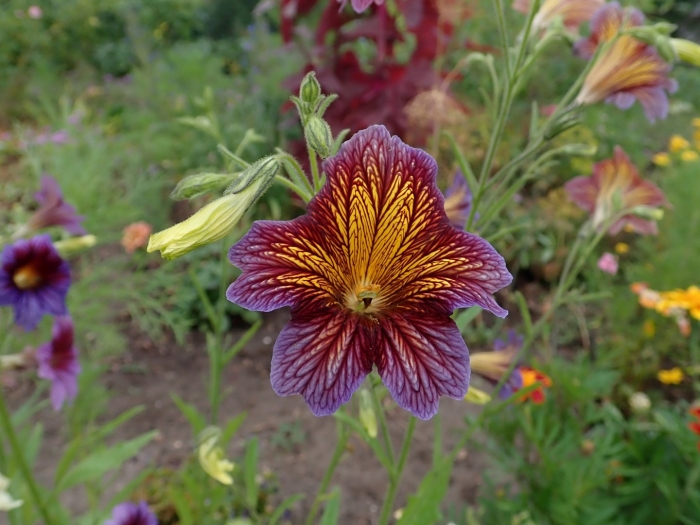 Сальпиглоссис супербиссима