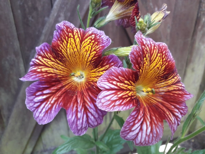 Сальпиглоссис долли