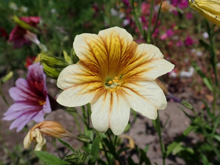 Цветок сальпиглоссис