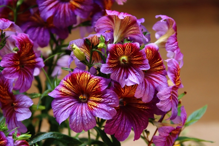 Сальпиглоссис выемчатый