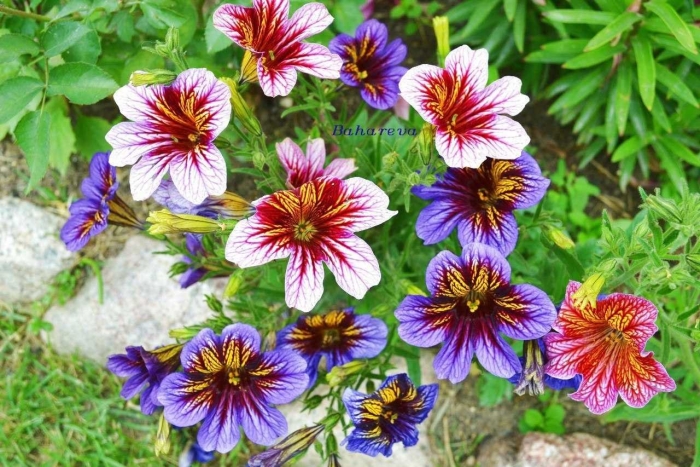 Сальпиглоссис супербиссима