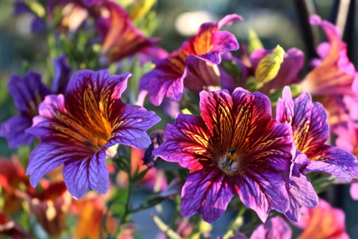 Сальпиглоссис выемчатый