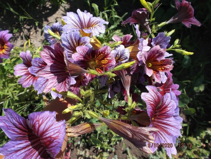 Сальпиглоссис выращивание