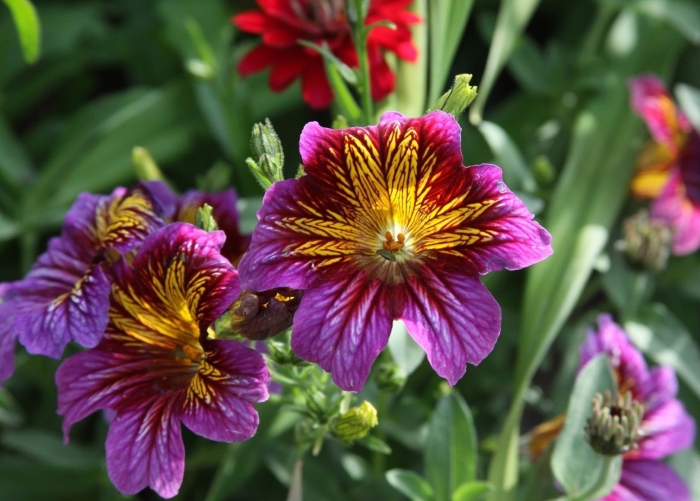 Сальпиглоссис выемчатый