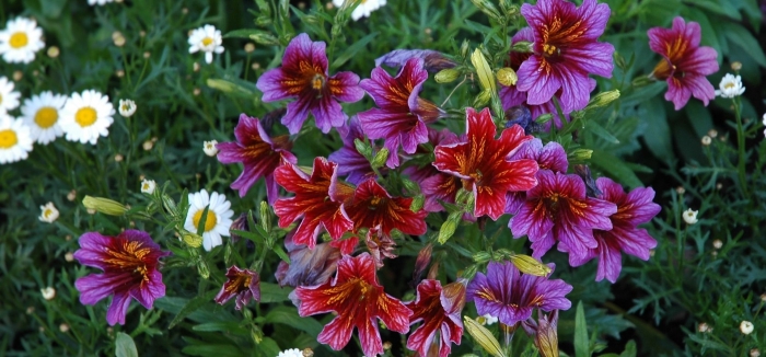 Сальпиглоссис выращивание из семян в домашних