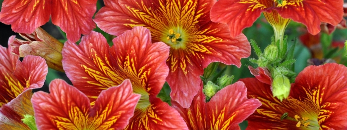 Сальпиглоссис выемчатый