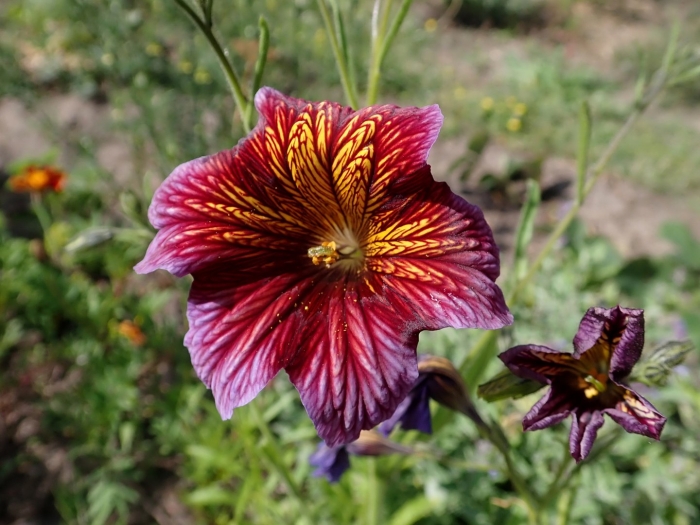 Сальпиглоссис выемчатый