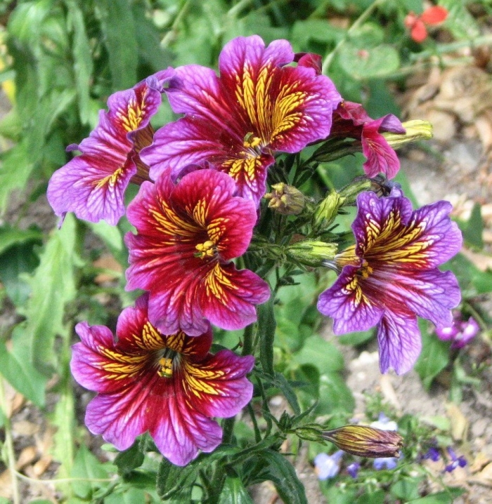 Сальпиглоссис выемчатый