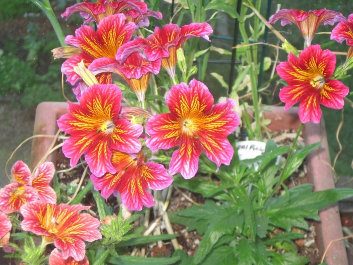 Сальпиглоссис супербиссима