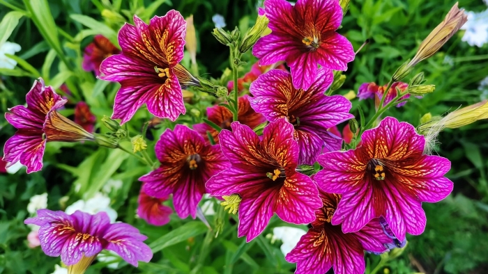 Сальпиглоссис выемчатый