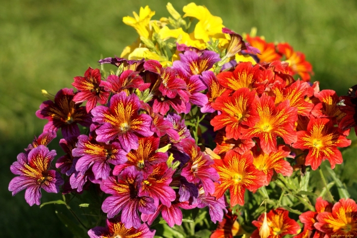 Сальпиглоссис выемчатый