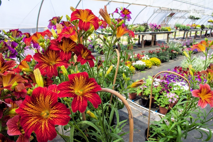 Сальпиглоссис выемчатый