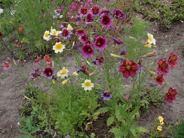 Гайлардия arizona apricot