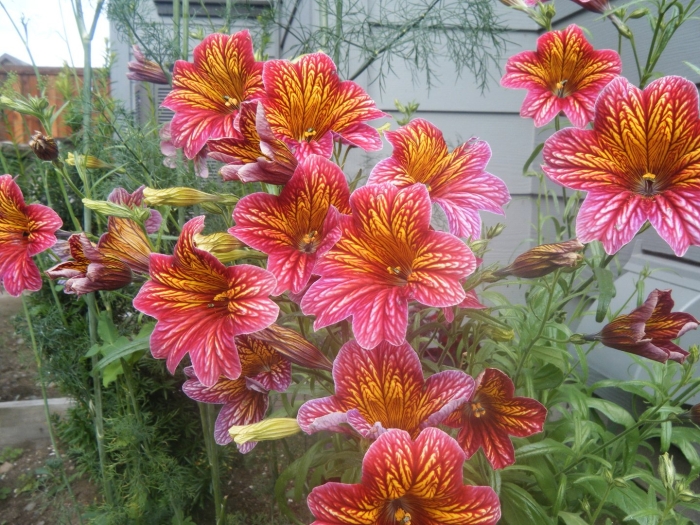 Сальпиглоссис супербиссима