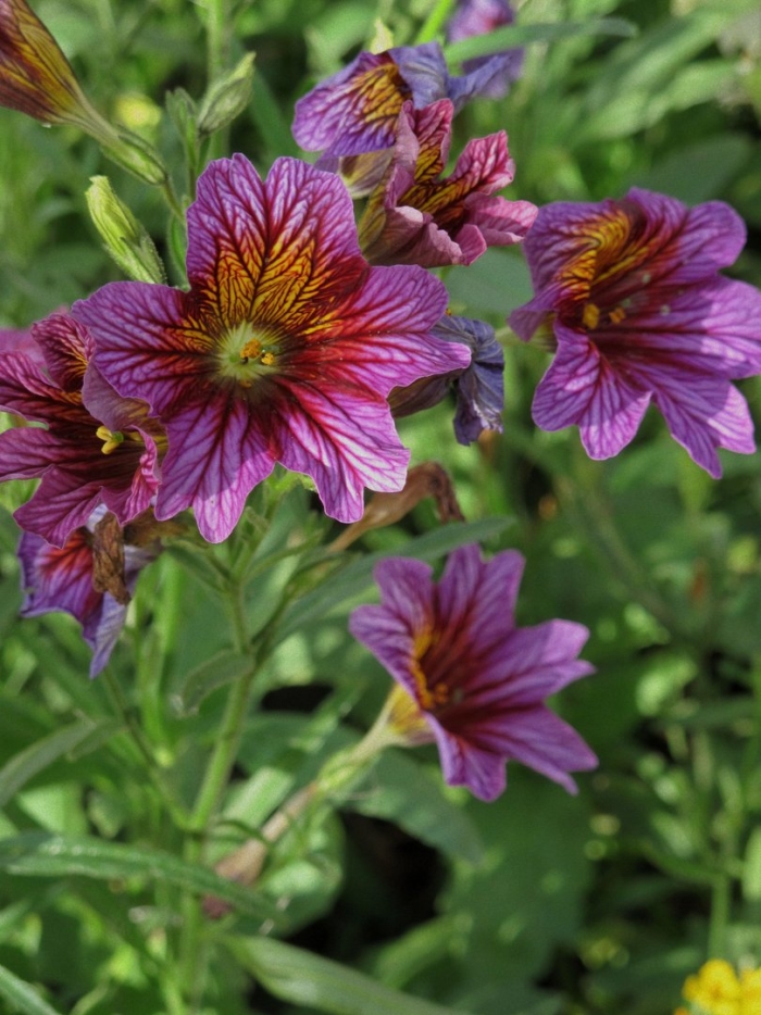 Сальпиглоссис выемчатый