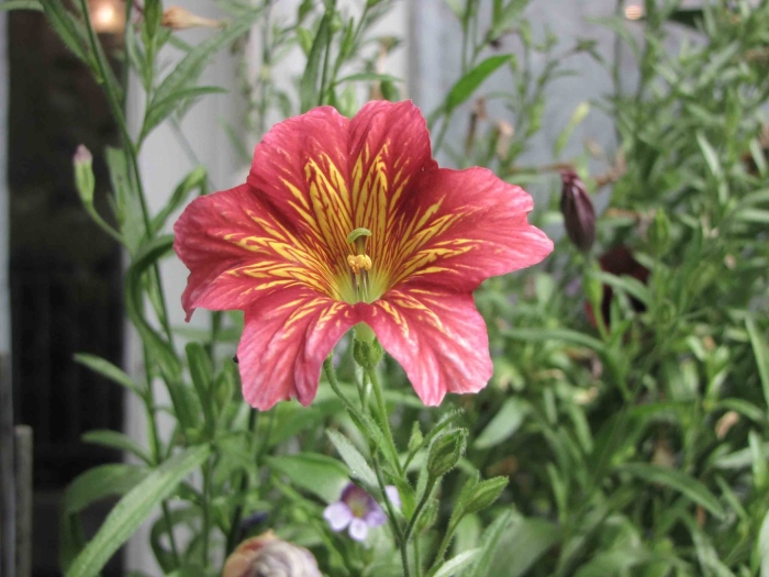 Сальпиглоссис выемчатый