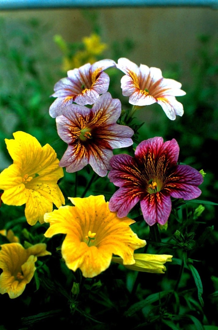 Сальпиглоссис супербиссима