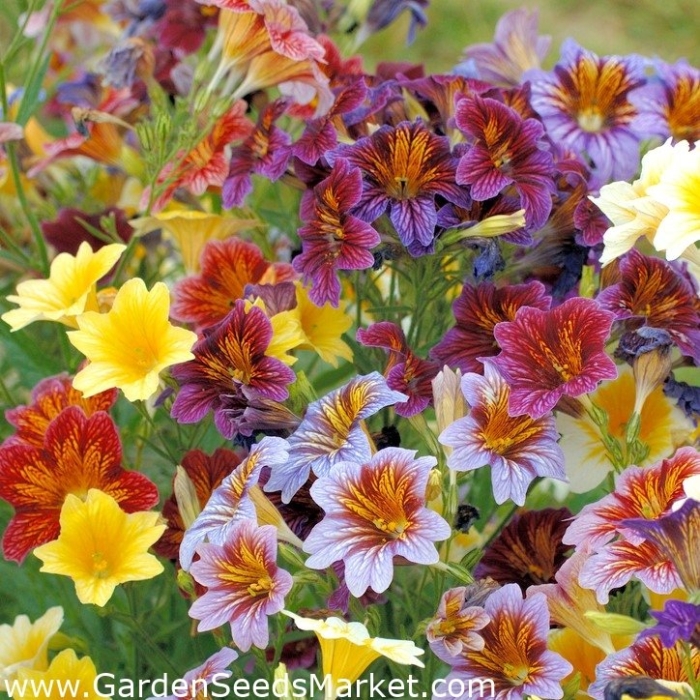 Сальпиглоссис супербиссима