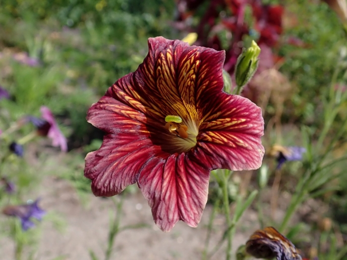 Сальпиглоссис долли