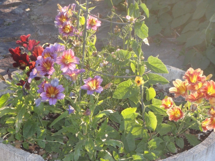 Сальпиглоссис в ландшафтном дизайне