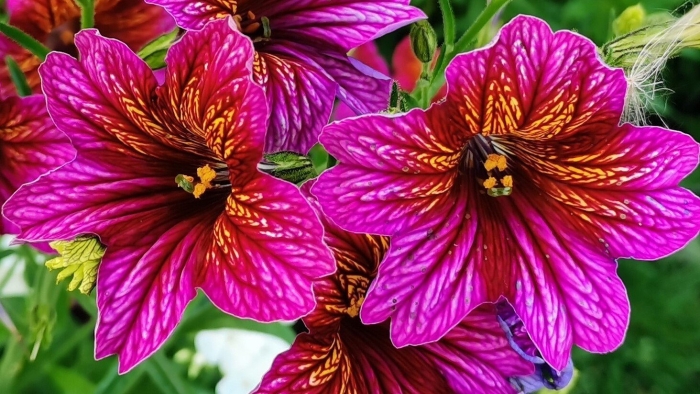 Сальпиглоссис выемчатый