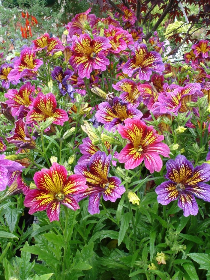 Сальпиглоссис супербиссима