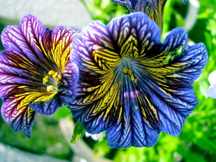 Сальпиглоссис выемчатый синее море