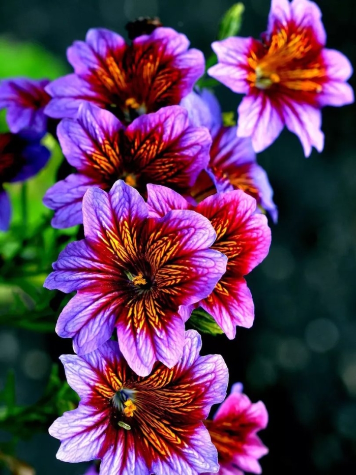 Сальпиглоссис али баба