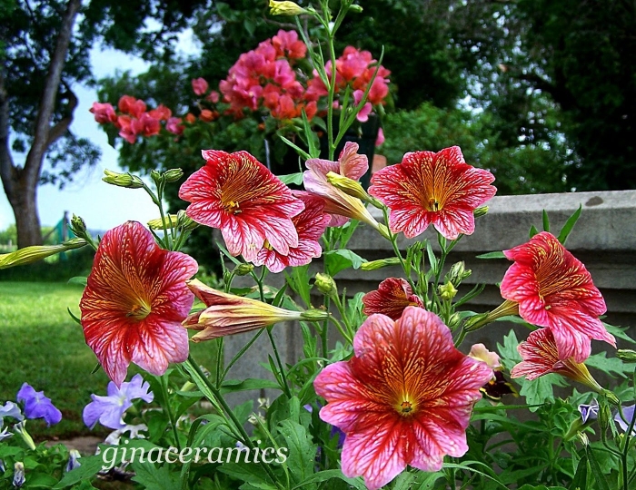 Сальпиглоссис супербиссима