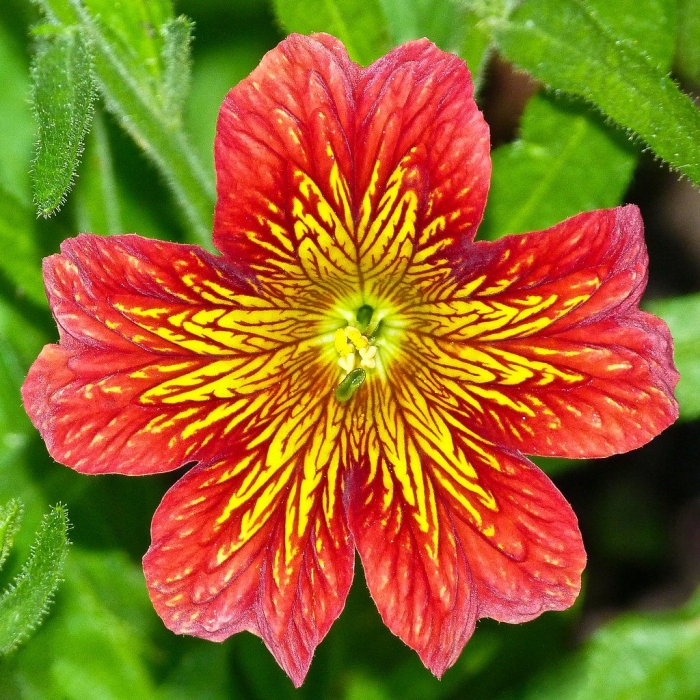 Сальпиглоссис выемчатый