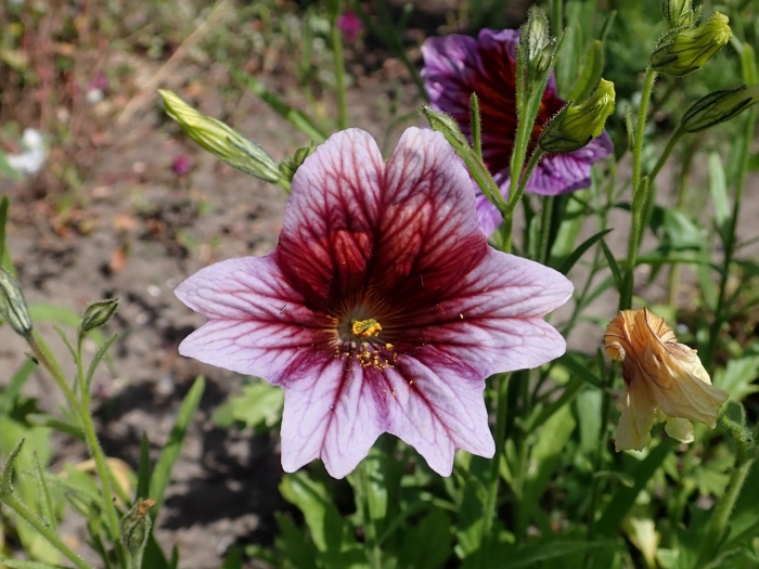 Сальпиглоссис супербиссима