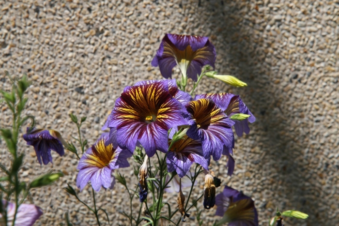 Сальпиглоссис супербиссима