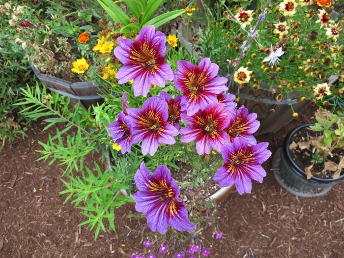 Сальпиглоссис супербиссима