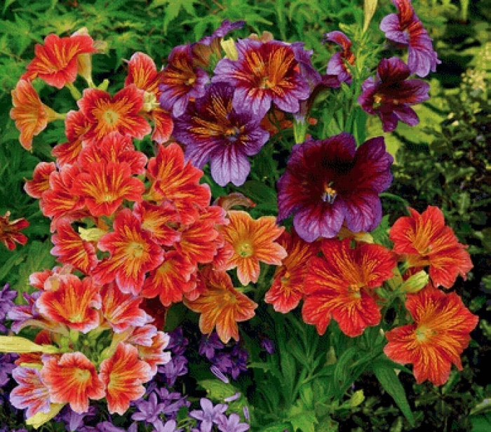 Сальпиглоссис супербиссима